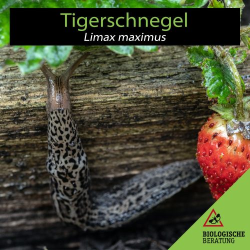 Tigerschnegel Limax maximus | Bekämpft andere Schnecken im Garten | Biologische Beratung Der Tigerschnegel Limax maximus bekämpft andere Schnecken im Garten