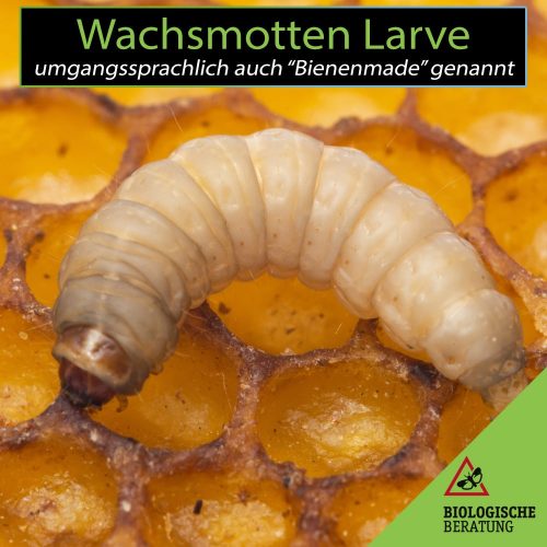Wachsmotten Larve | Umgangssprachlich auch Bienenmade | Biologische Beratung Eine Wachsmotten Larve ist weiß, hat einen braunen Kopf und wird umgangssprachlich auch Bienenmade genannt.