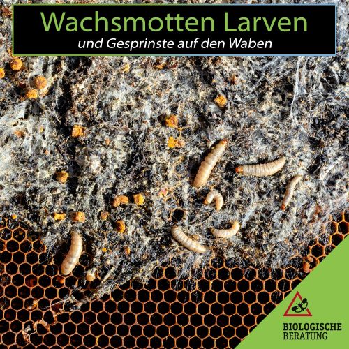 Wachsmotten Larven und Gespinste auf den Waben der Bienen | Biologische Beratung Wachsmotten Larven und Gespinste auf den Waben der Bienen