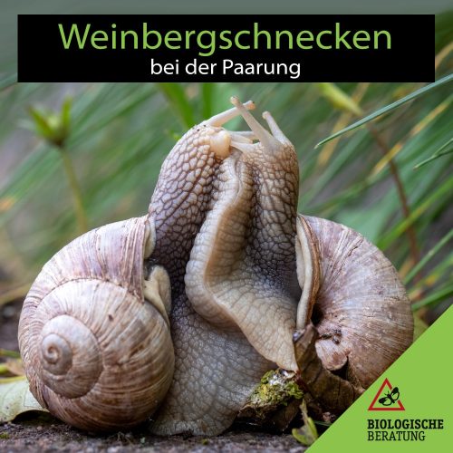 Weinbergschnecken Helix pomatia bei der Paarung | Biologische Beratung Weinbergschnecken Helix pomatia bei der Paarung