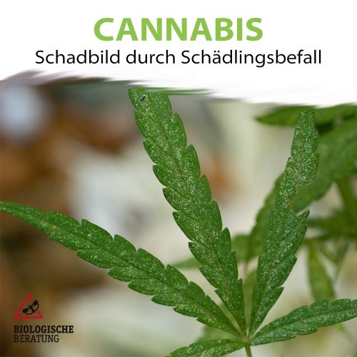 Cannabis | Schadbild durch Schädlingsbefall | Biologische Beratung Schadbild durch Schädlingsbefall an Cannabis Pflanze