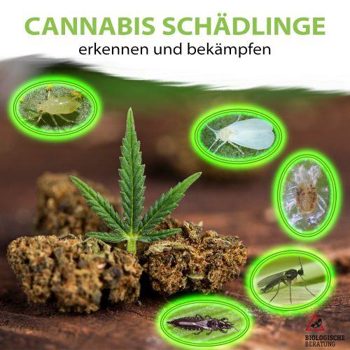 Cannabis | Schädlinge erkennen & bekämpfen | Biologische Beratung Cannabis Schädlinge erkennen und bekämpfen